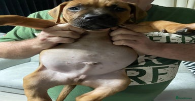 Mixed Breed dogs Long leg staff  - Advert 12