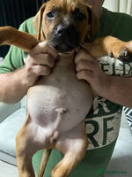 Mixed Breed dogs Long leg staff - Advert 12