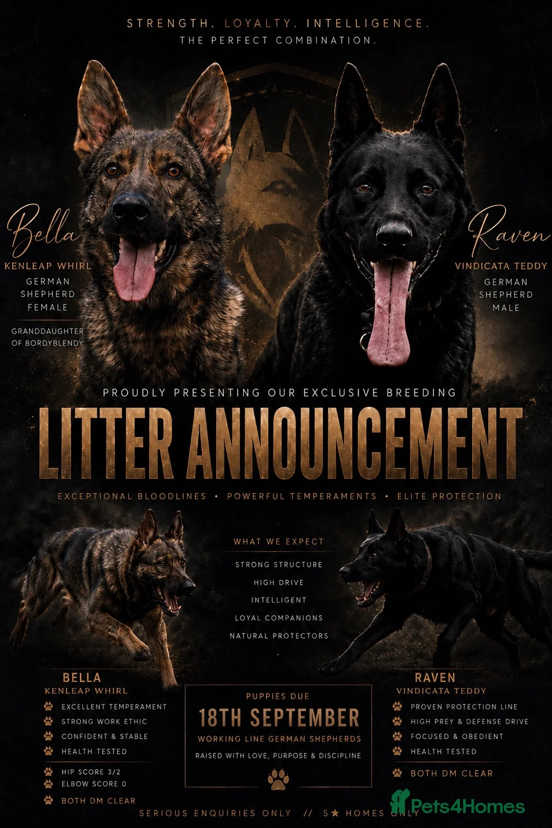 German Shepherd dogs for sale: Elite working line puppies. Repeat breeding! - Advert 1