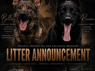 German Shepherd dogs Elite working line puppies. Repeat breeding! - Advert 1