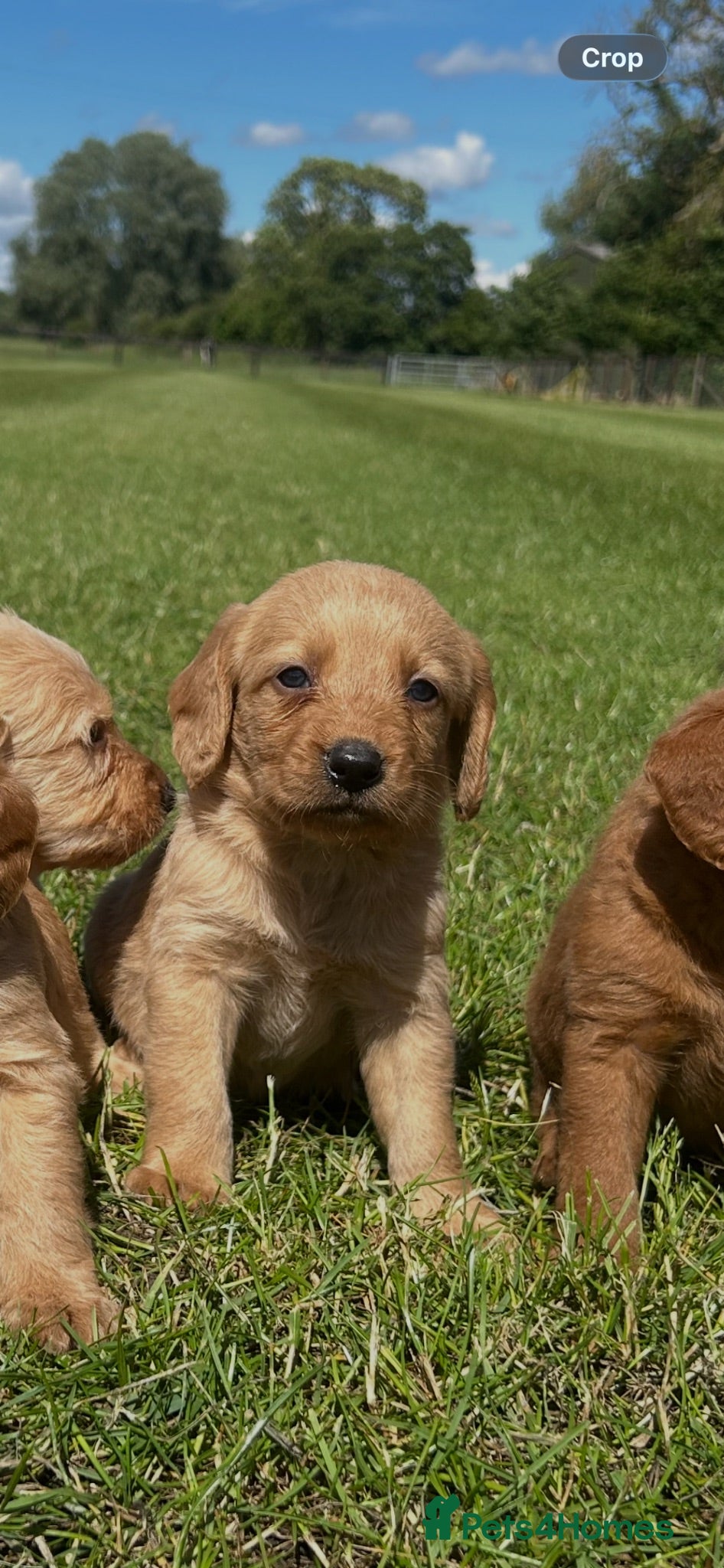 Labradoodle dogs F1 Miniature Labradoodle puppies  - Advert 2