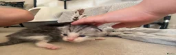 Mixed Breed cats for sale: Kittens for sale  - Advert 16