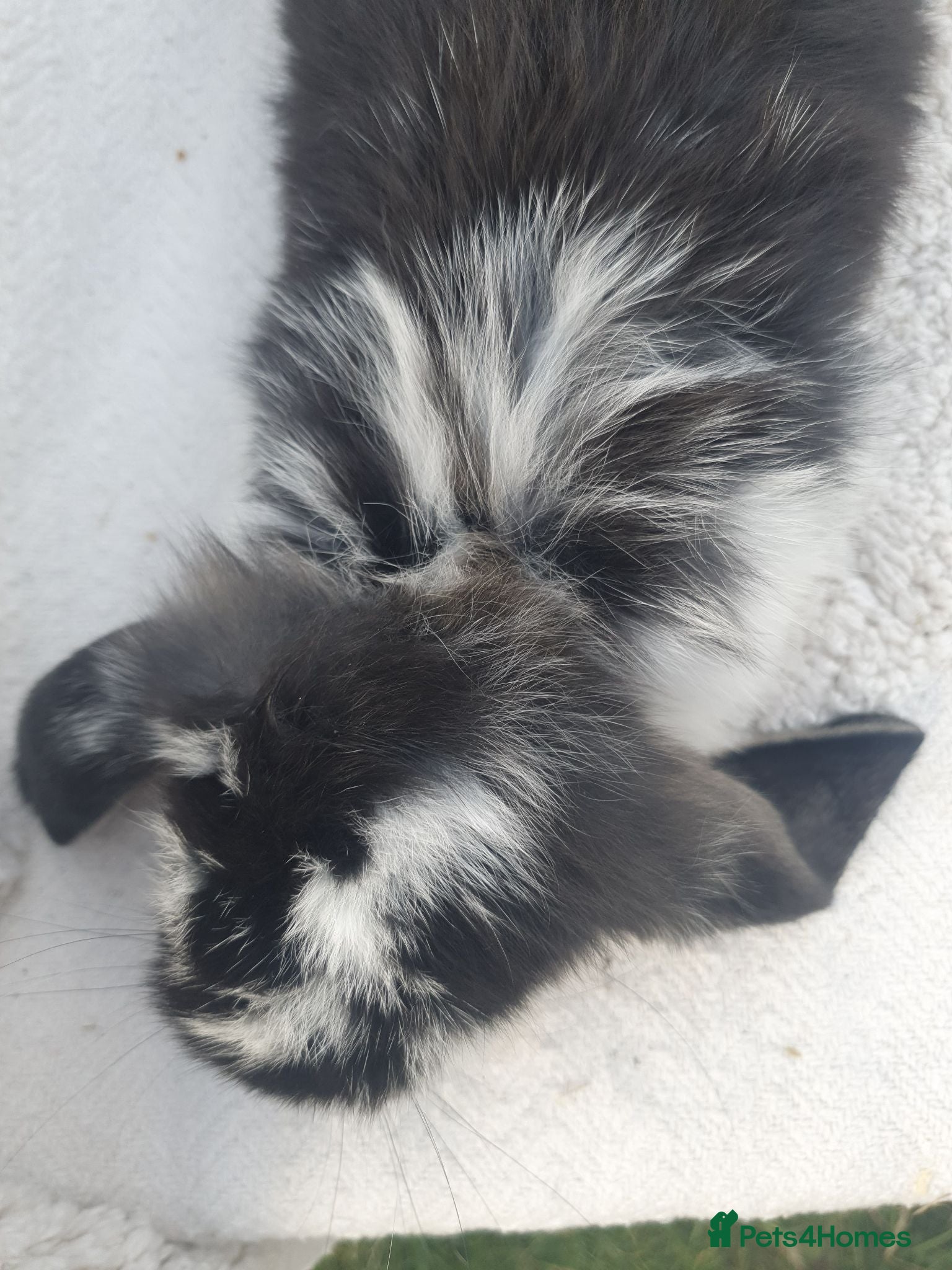French Lop rabbits Giant French Lop Babies - Advert 2