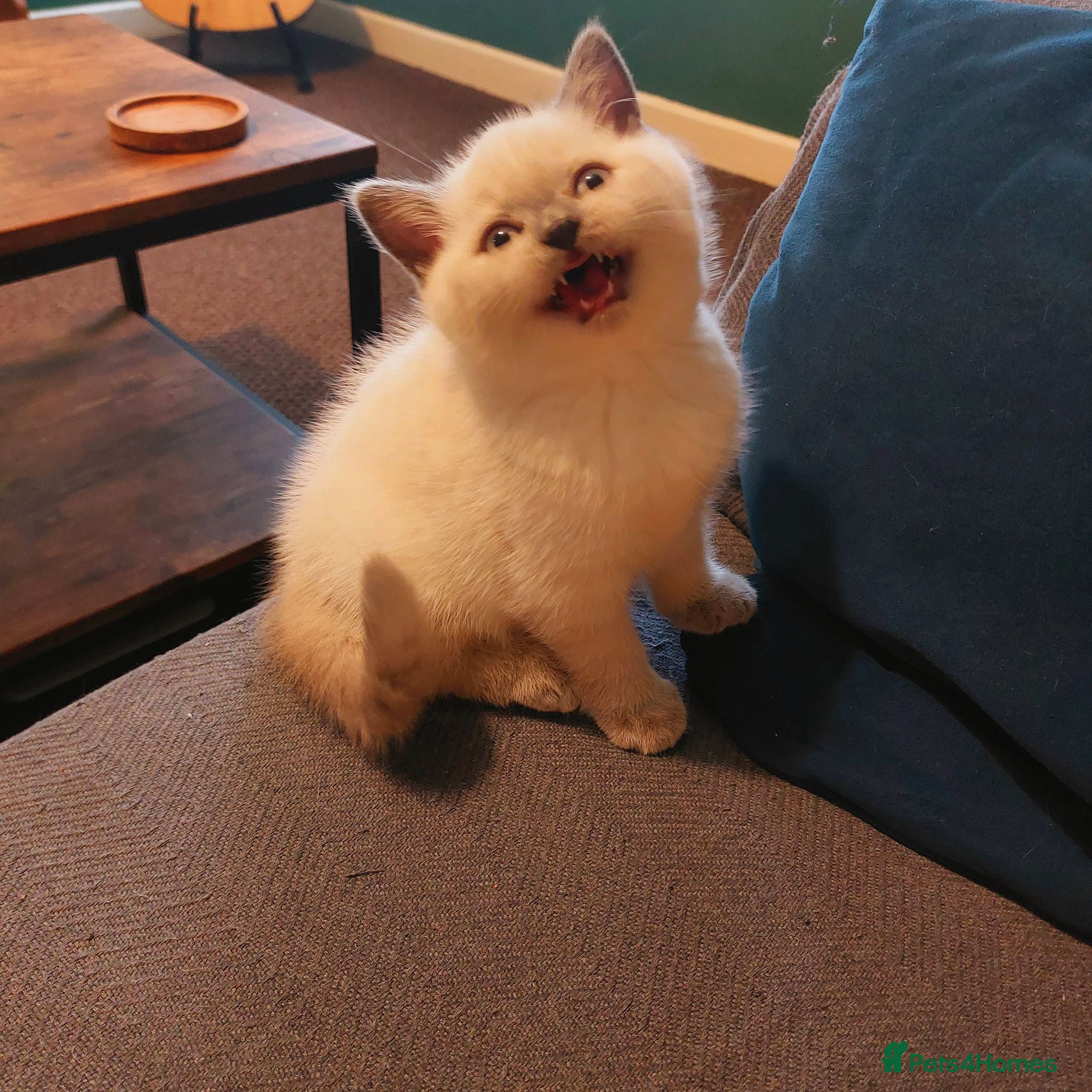 British Shorthair cats ⭐️ Exceptional GCCF registered kittens ⭐️ - Advert 2