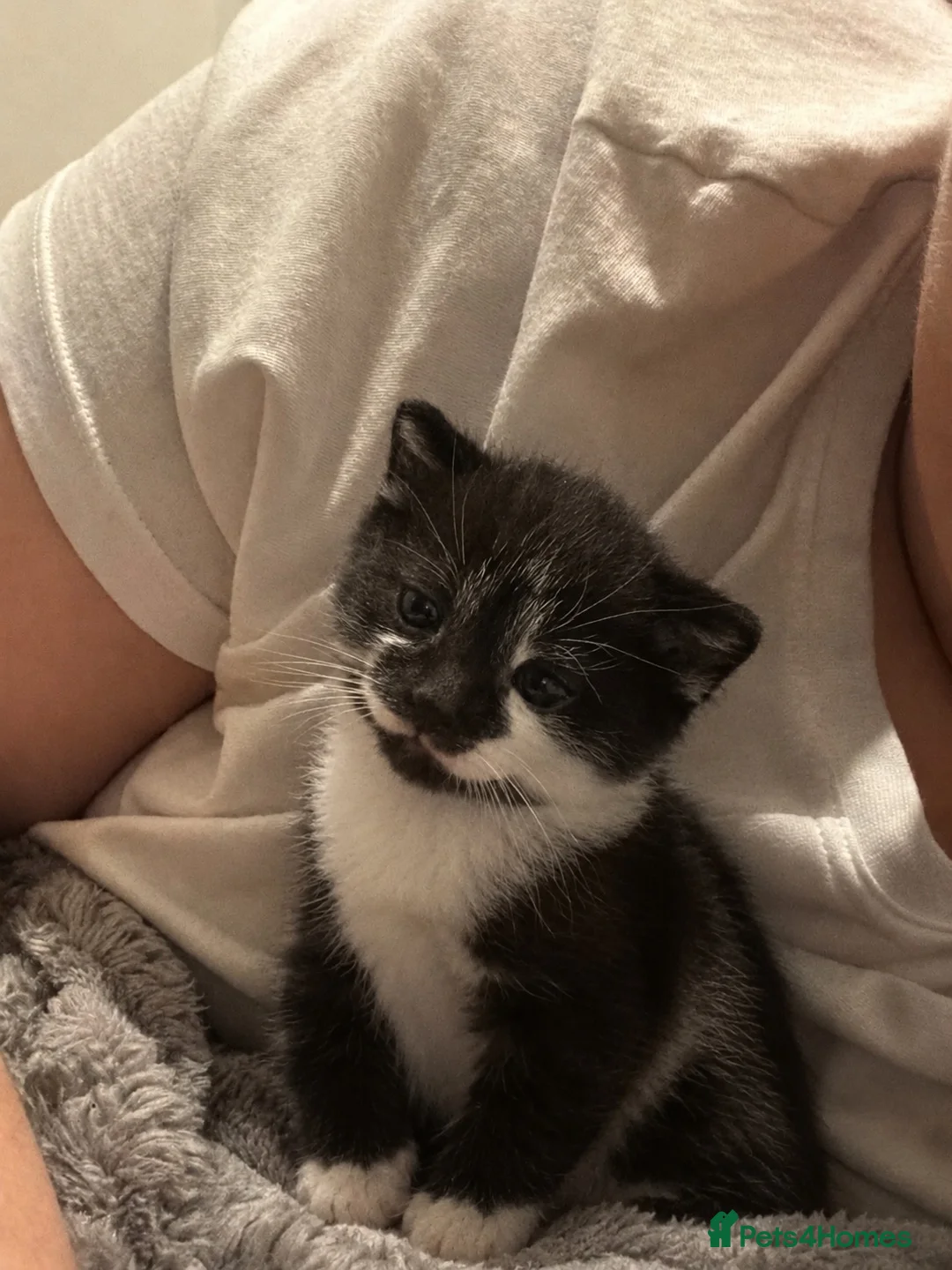 Mixed Breed cats for sale: Black&White Male Kitten - Advert 2