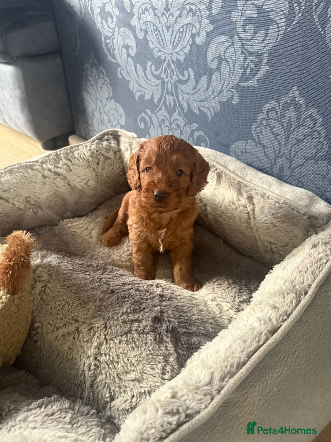 Cockapoo dogs for sale: 1 Beautiful Fox Red Boy Cockapoo Left  - Advert 28