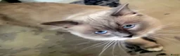 Ragdoll cats for sale: 3 beautiful fluffy ragdoll kittens - Advert 10