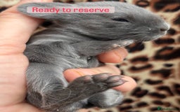 Mini Lop rabbits for sale: Rabbits for sale  - Image 3