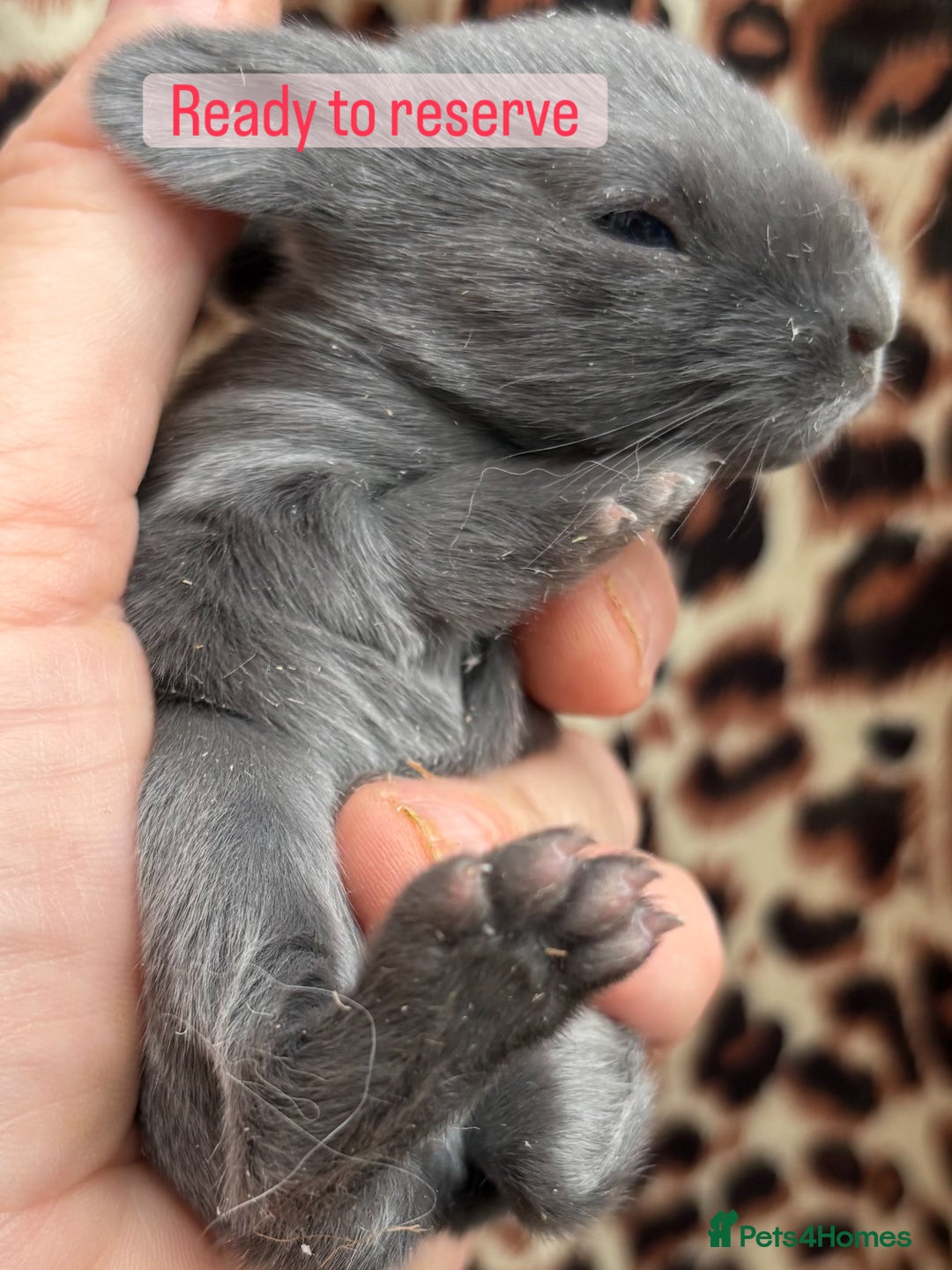 Mini Lop rabbits for sale: Rabbits for sale  - Image 3