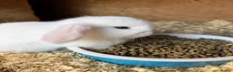 Mini Lop rabbits for sale: Mini lop baby rabbits - Advert 7