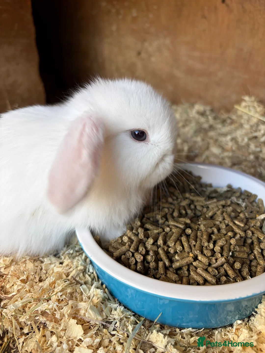 Mini Lop rabbits for sale: Mini lop baby rabbits - Advert 7