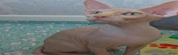 Sphynx cats for sale: 2 Stunning Sphynx Boys – Ready Now 💙 - Advert 39