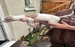 Whippet dogs for sale: Whippet pups x14 - Advert 14
