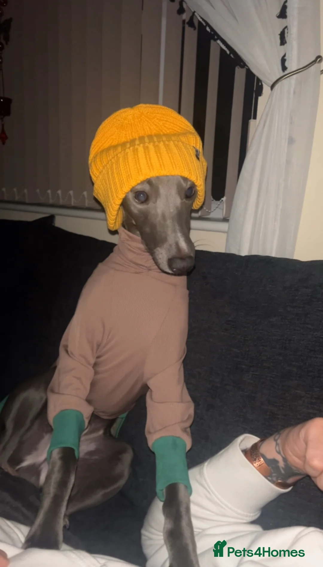 Whippet dogs for sale: Pedigree boy whippet  in Milford Haven - Advert 9