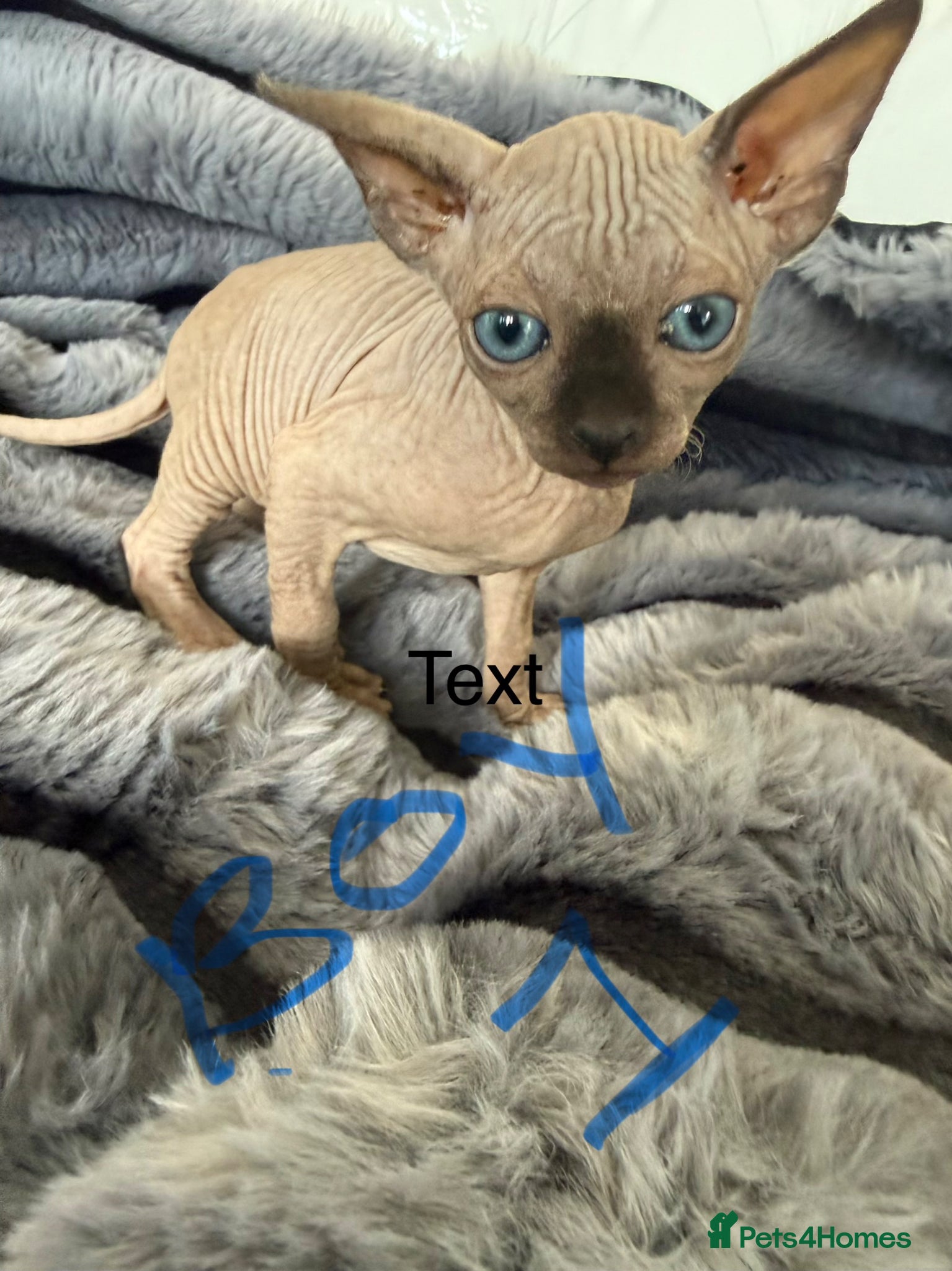 Sphynx cats sphynx kittens canadian ready to leave now . - Advert 2