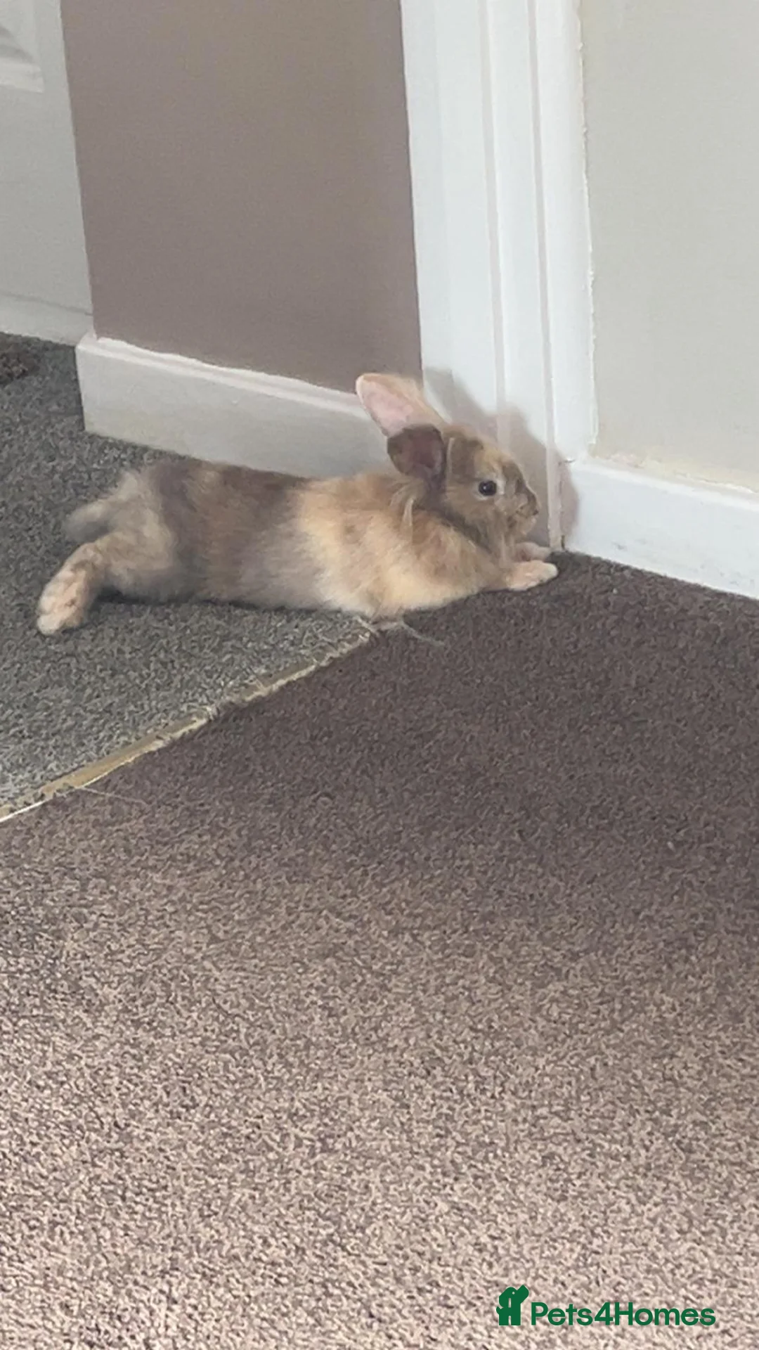 Lionhead rabbits for sale: Bunny for sale - Advert 3