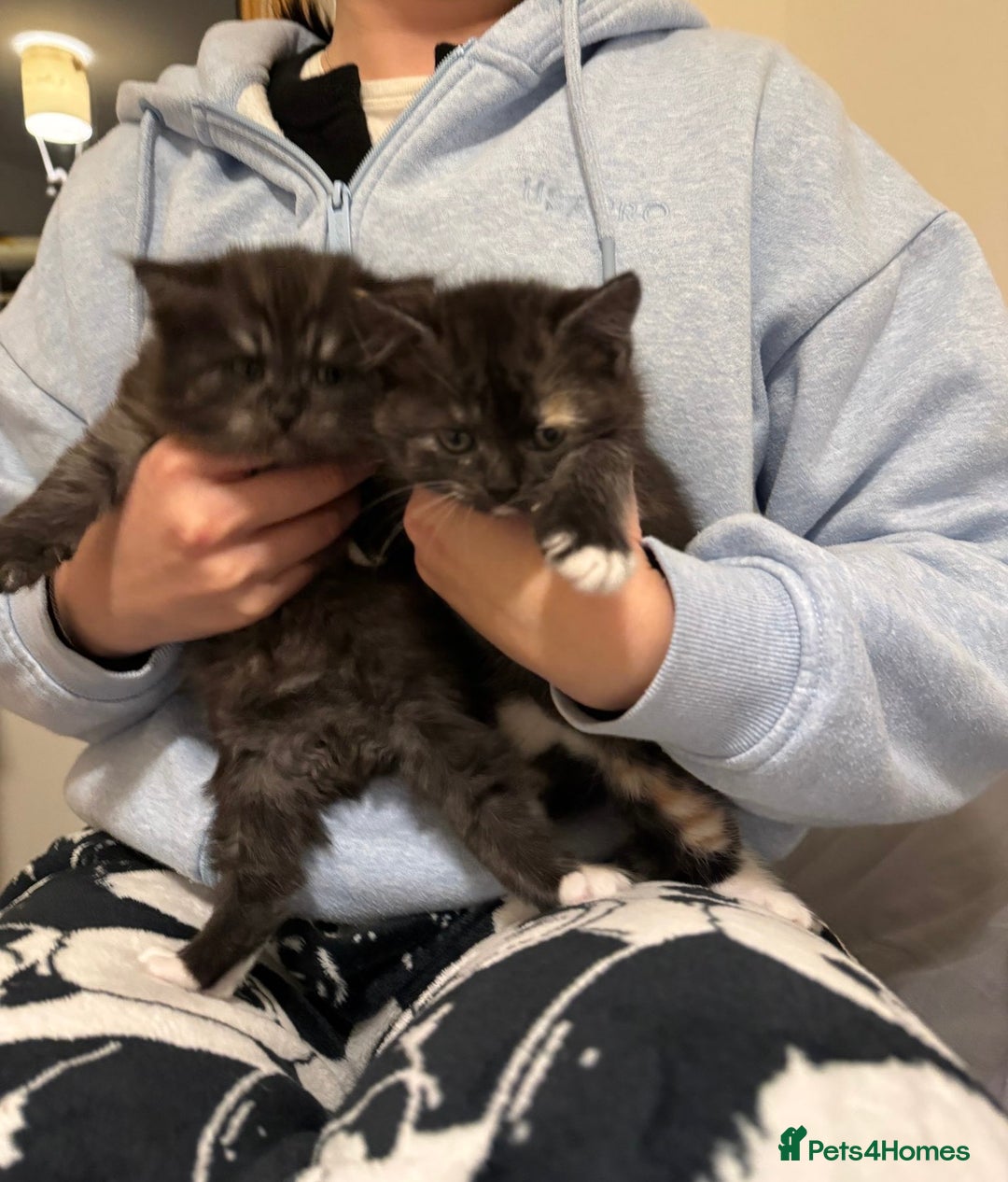 Mixed Breed cats for sale: Half blood British Shorthair Kittens - Advert 3