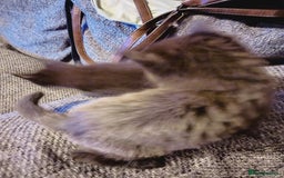 Mixed Breed cats for sale: 2 boys Turkish angora x  - Image 7