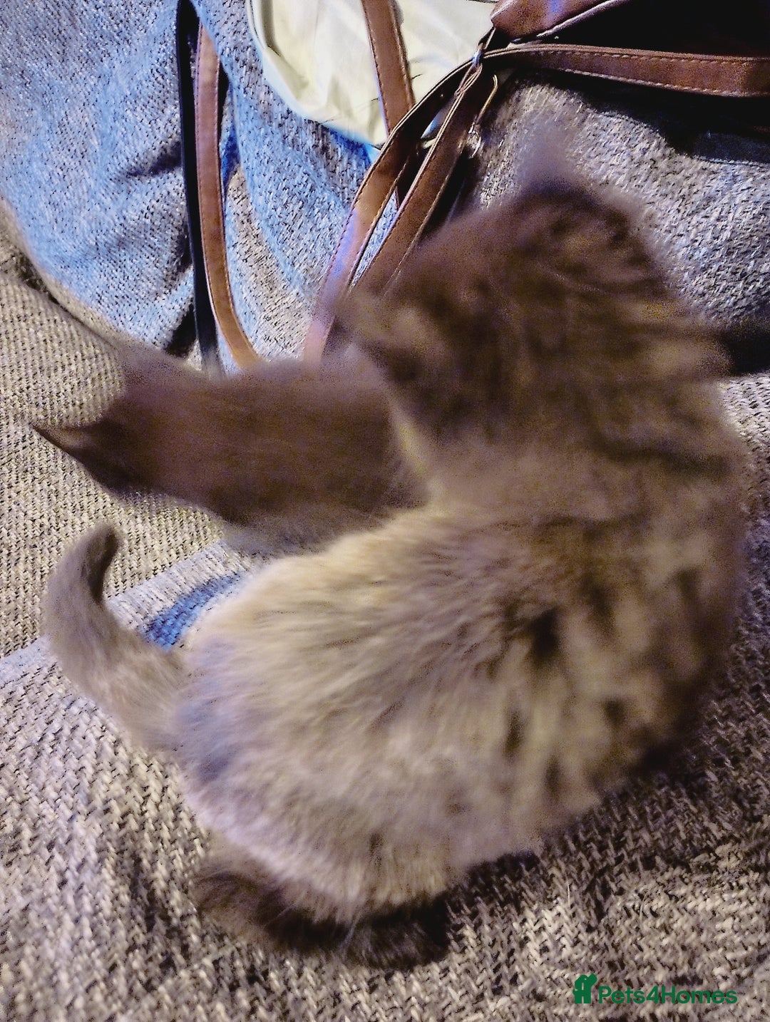 Mixed Breed cats for sale: 2 boys Turkish angora x  - Image 7