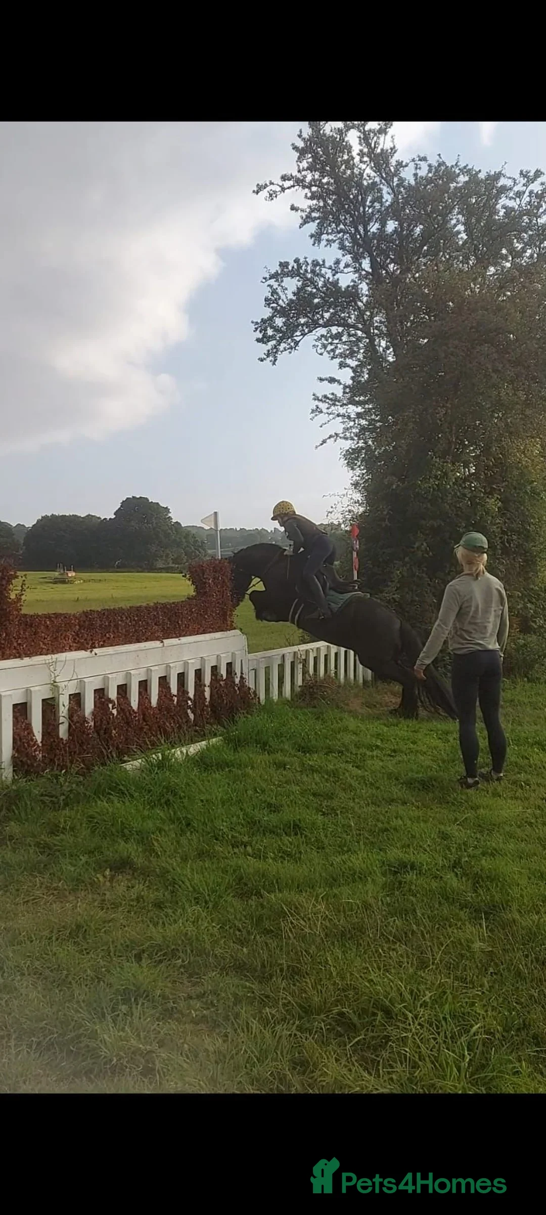 Fell horses for sale: Fell gelding 13'3hh in Launceston - Advert 3