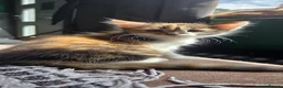 Mixed Breed cats for sale: Kittens for sale  - Advert 6