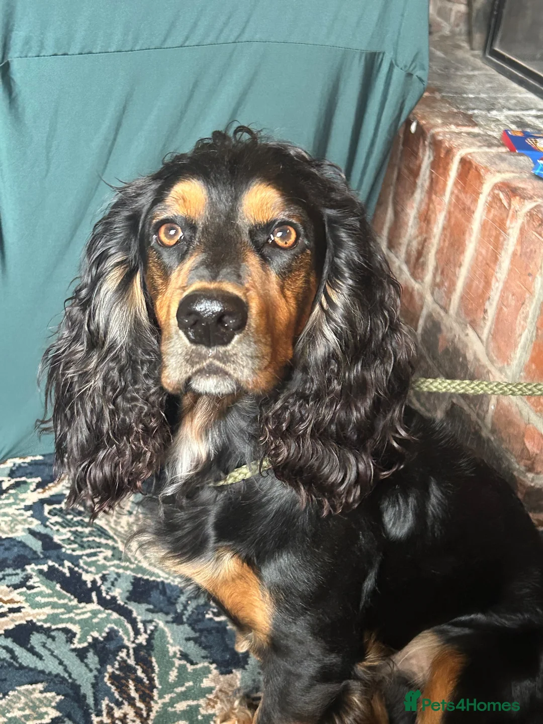 Cocker Spaniel dogs for stud: Working Cocker Spaniel stud  - Advert 2
