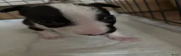 English Bull Terrier dogs for sale: Ready to leave now  - Advert 4