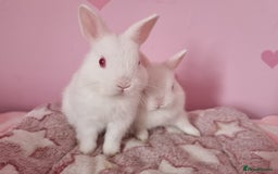 Netherland Dwarf rabbits for sale: Netherlands dwarf bunnies  - Image 8