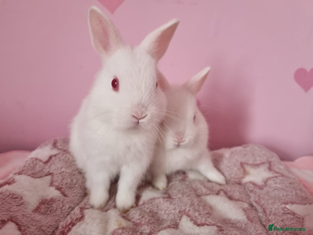 Netherland Dwarf rabbits for sale: Netherlands dwarf bunnies  - Image 8