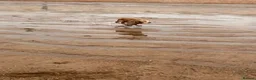 Mixed Breed dogs for sale: Cocker Spaniel cross in Consett - Advert 3