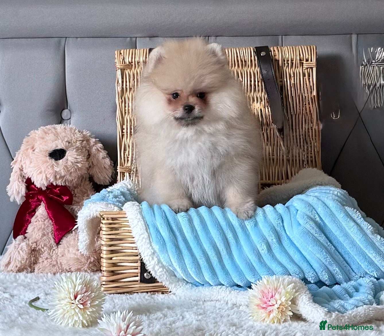 Pomeranian dogs  Rare colour Russian line Teddy Bear Pom Puppies ✨ - Advert 5