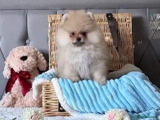 Pomeranian dogs Rare colour Russian line Teddy Bear Pom Puppies ✨ - Advert 5
