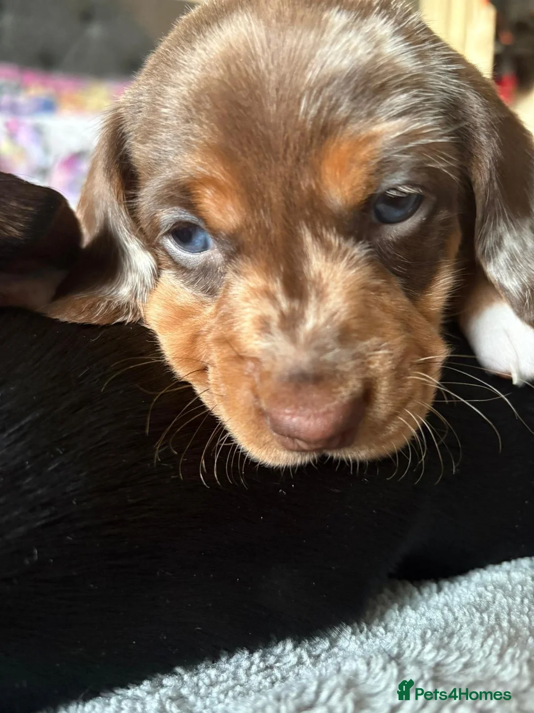 Miniature Dachshund dogs for sale: stunning miniature dachshunds puppies for sale - Advert 6