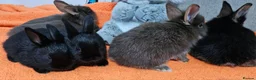 Mixed Breed rabbits for sale: Adorable Bunnies for Sale! - Advert 7
