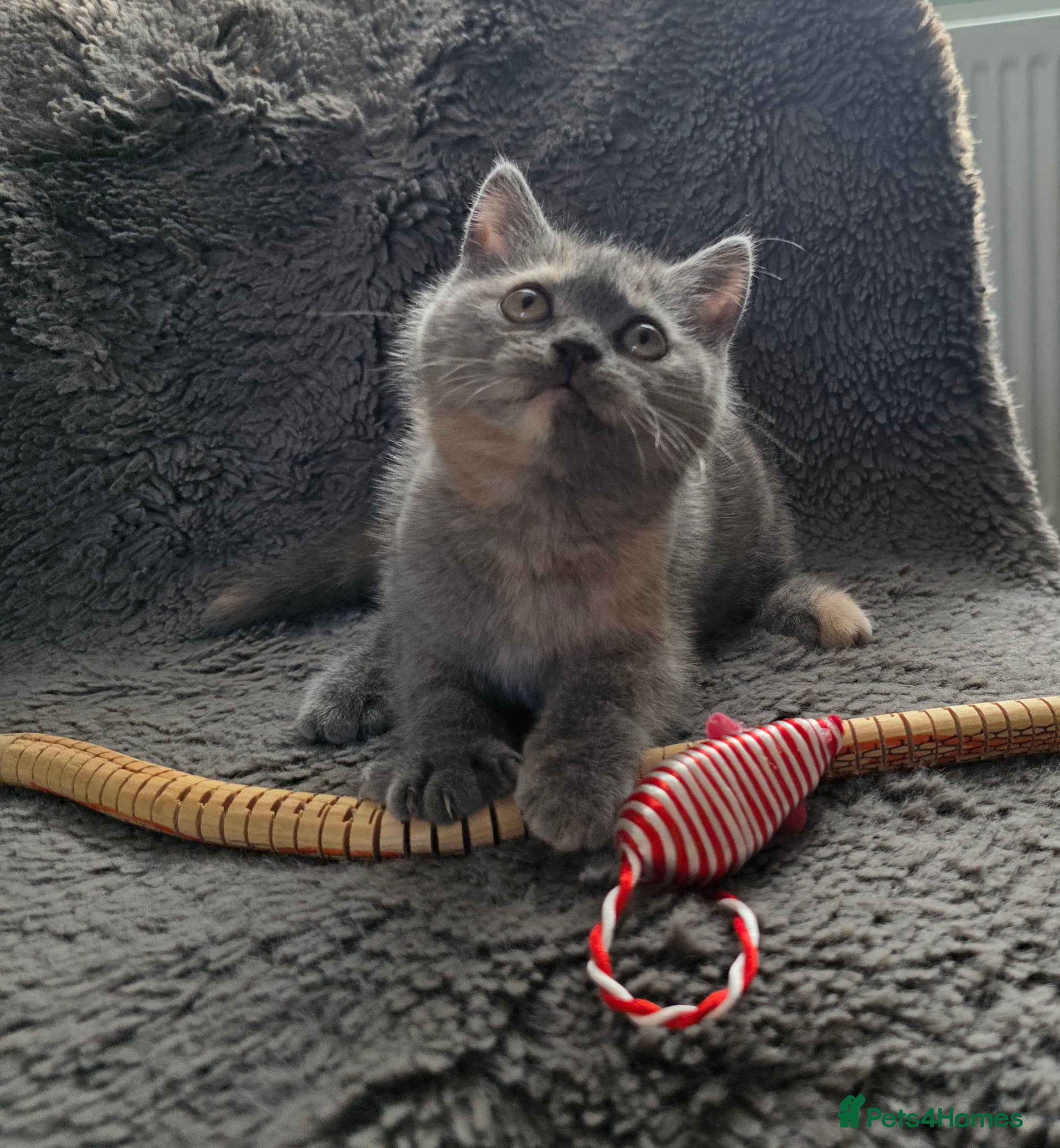 British Shorthair cats ONE LEFT GIRL Beautiful BSH Kittens  - Advert 9