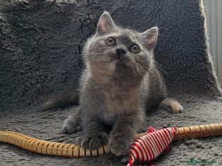 British Shorthair cats ONE LEFT GIRL Beautiful BSH Kittens - Advert 9