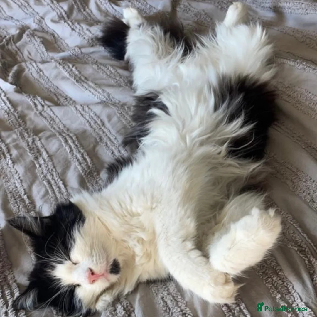 Mixed Breed cats for adoption: Sweet, Outdoorsy Girlie - Advert 2