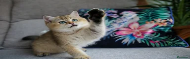 British Shorthair Kitten 1