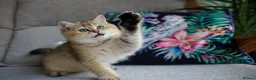 British Shorthair cats for sale: 💙British shorthair kittens ready now💙 - Advert 8