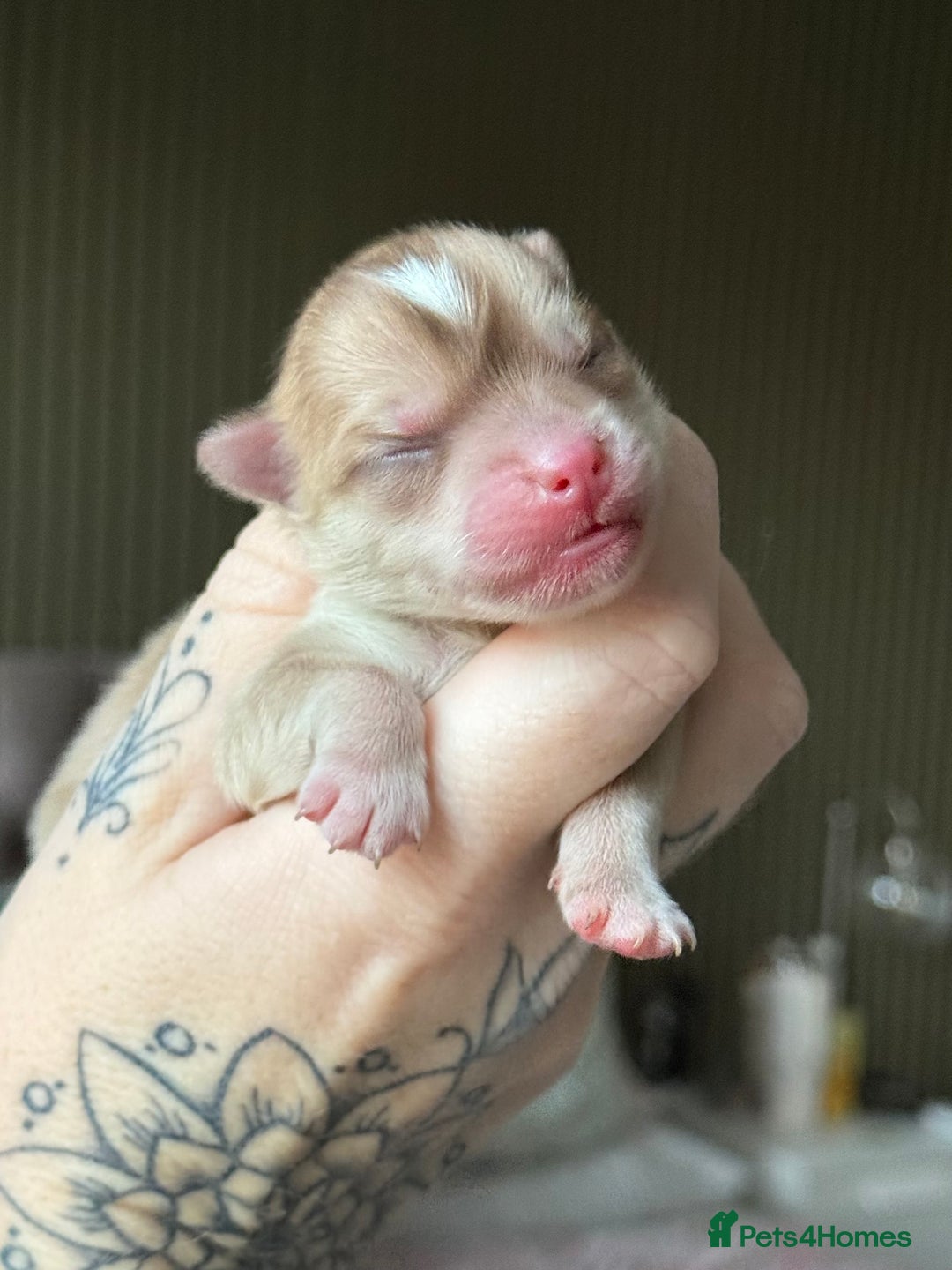 Pomsky dogs for sale: F3 Pomsky Puppies - ready in January! - Advert 3