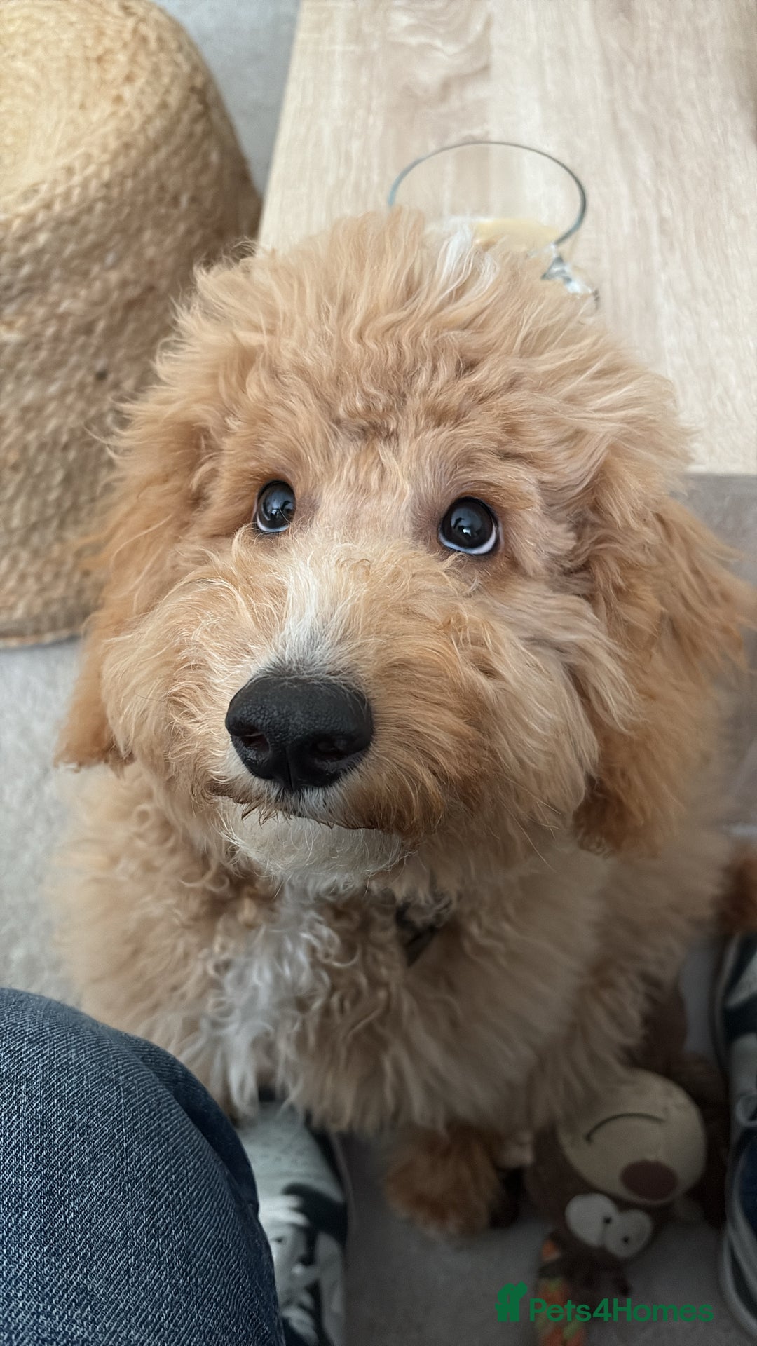 Cockapoo dogs for sale: F1 Cockapoo - Advert 1