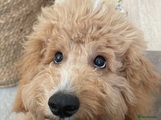 Cockapoo dogs F1 Cockapoo - Advert 18