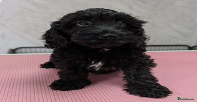Cockapoo dogs - Advert 5