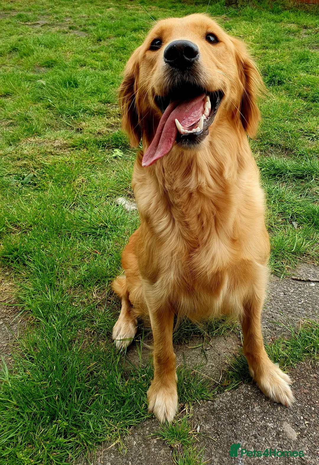 Mini Goldendoodle dogs for sale: F1 Fox Red Health Tested Mini Goldendoodles - Advert 17