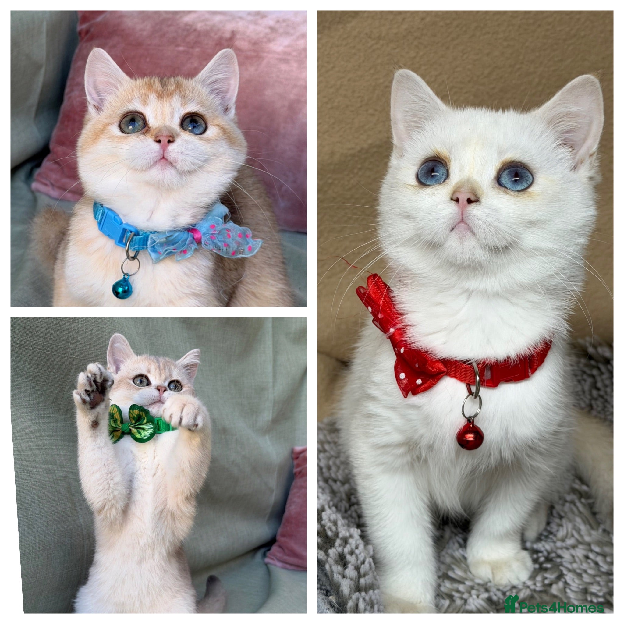 British Shorthair cats  British shorthai goldenkittens odd/blue eyed GCCF - Advert 17