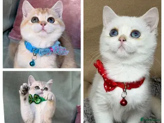 British Shorthair cats British shorthai goldenkittens odd/blue eyed GCCF - Advert 2