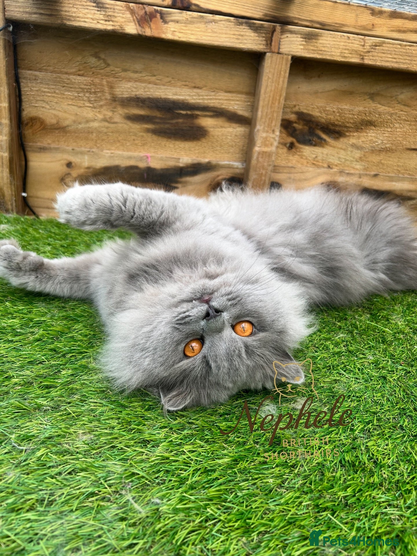 British Longhair cats GCCF Champion Blue British Longhair Stud - Advert 2