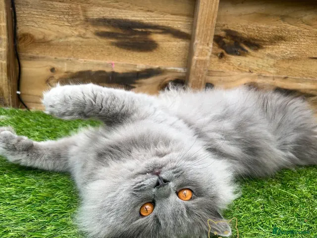 British Longhair cats GCCF Champion Blue British Longhair Stud - Advert 2