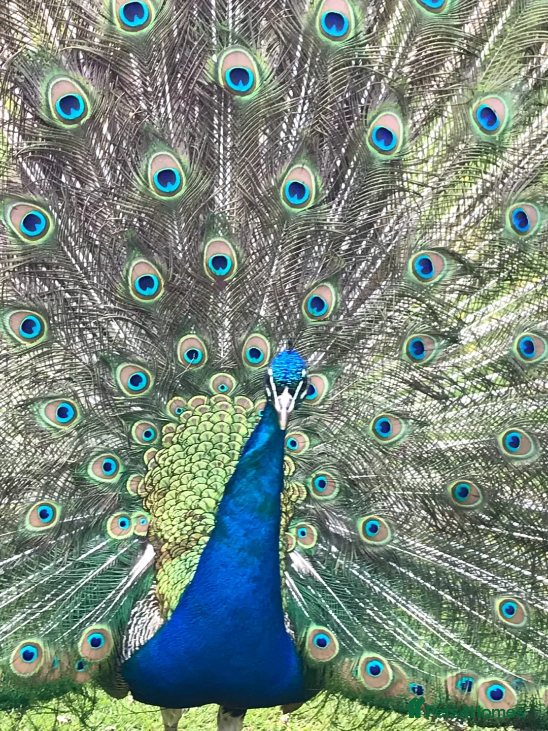 Peafowl poultry for sale: Peefowl in Wisbech - Advert 2