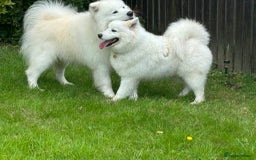 Samoyed dogs for sale: KC reg. Samoyed puppies with champ bloodline  - Advert 2